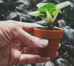 Bok Choy Hedou Tiny