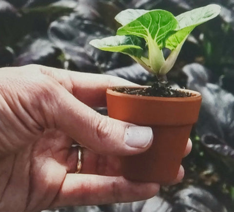 Bok Choy Hedou Tiny