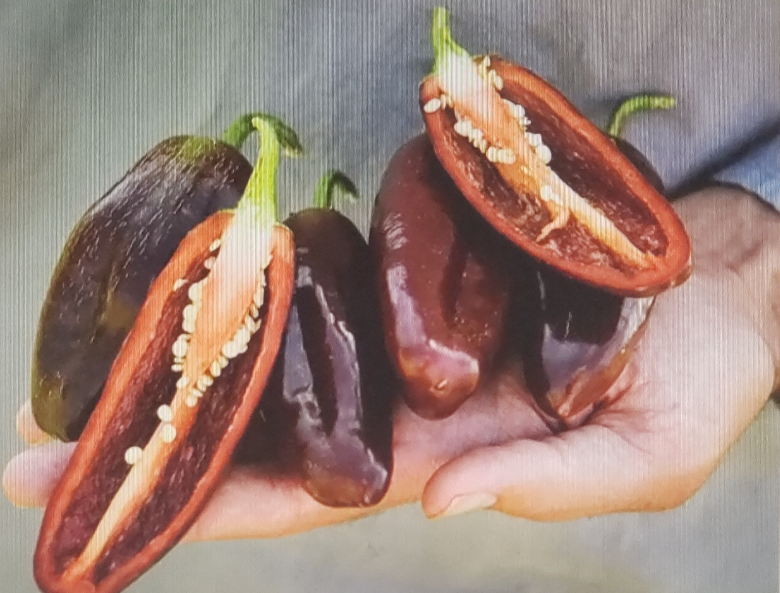 Pepper--Brown Jalapeno