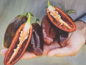 Pepper--Brown Jalapeno