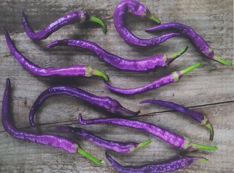 Pepper--Buena Mulata Hot
