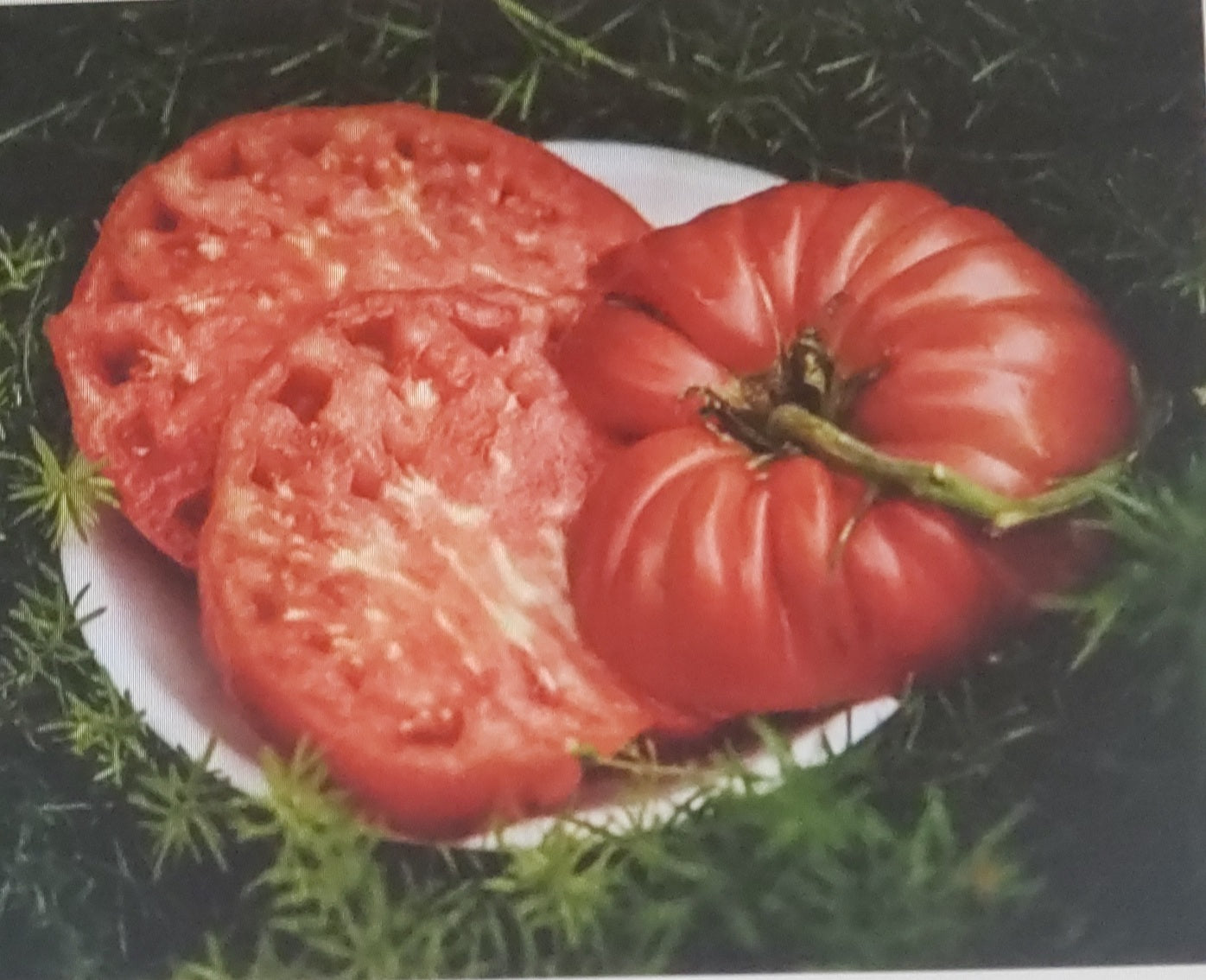 Tomato--Abe Lincoln