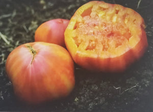 Tomato--Big Rainbow