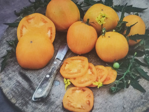 Tomato--Dad's Sunset