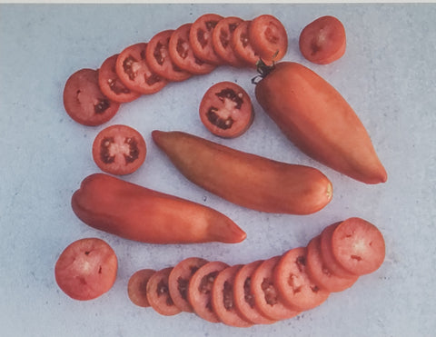 Tomato--Jersey Devil Red