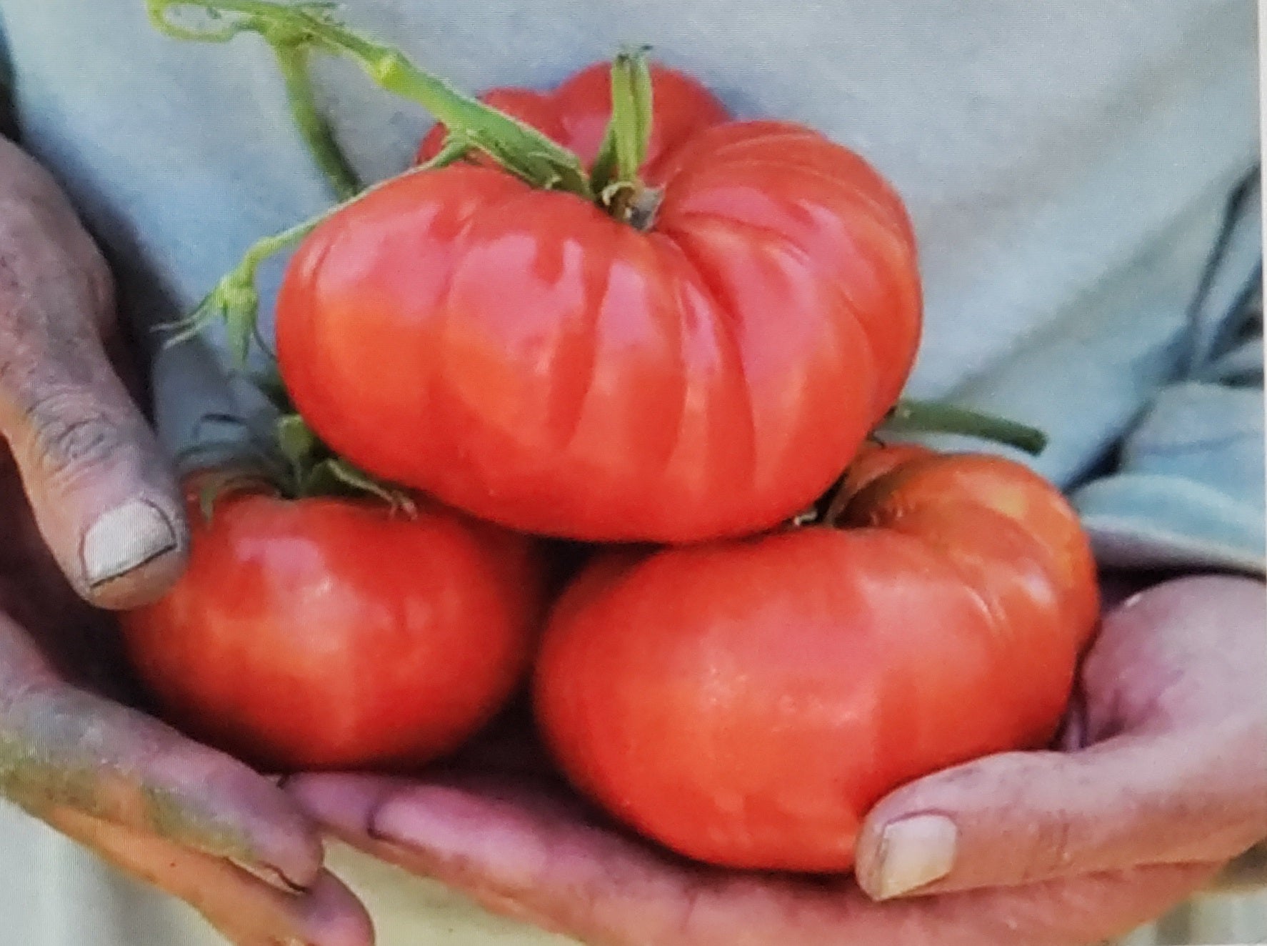 Tomato--Pantano Romanesco