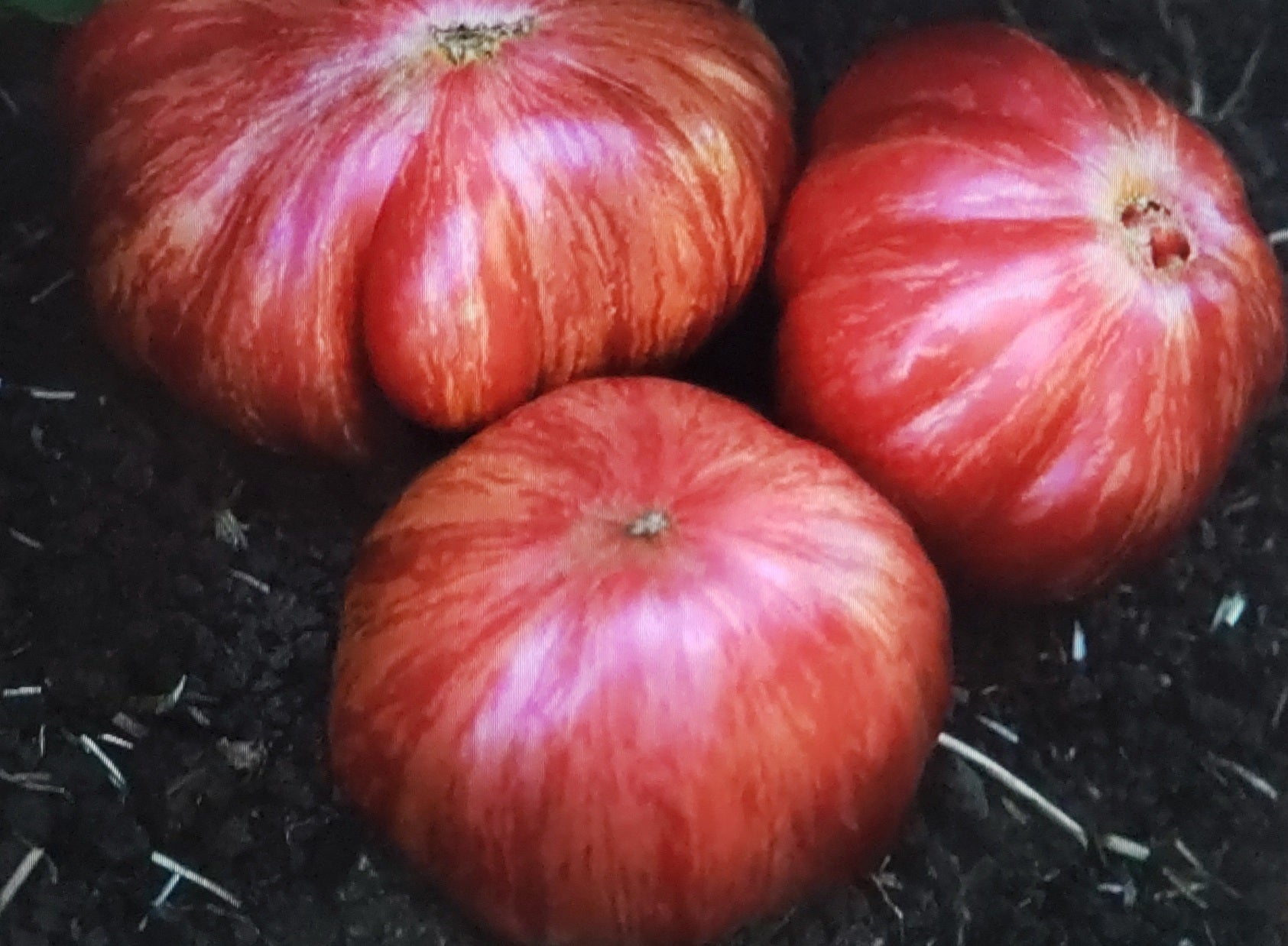 Tomato--Pink Jazz