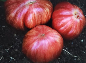 Tomato--Pink Jazz