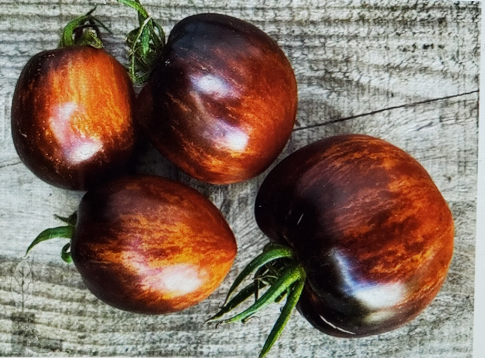 Tomato--Queen of the Night