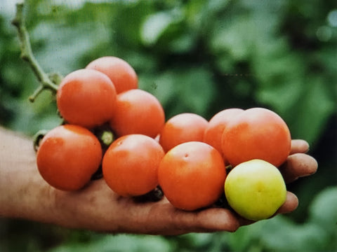 Tomato--Tommy Toe