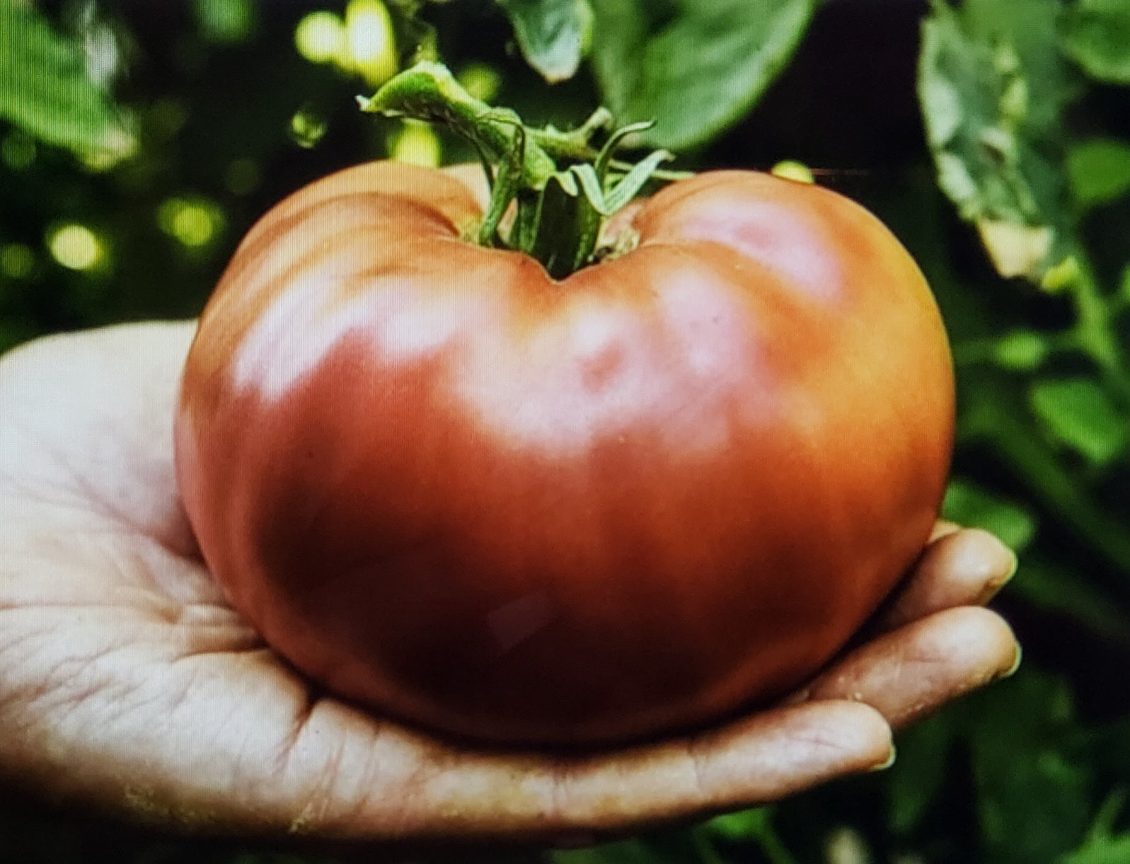 Tomato--Carbon