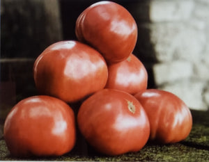 Tomato--Mortgage Lifter