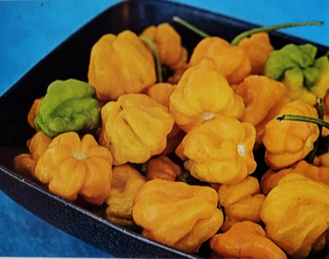Hot Pepper--Jamaican Scotch Bonnet